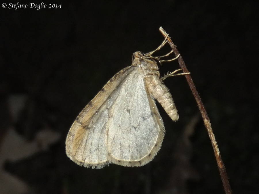 Operophtera brumata?